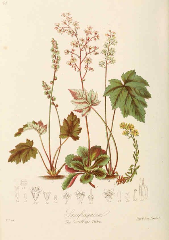 Reproducción/Reproduction 6059040580: Illustrations of the natural orders of plants with groups and descriptions. v.1 London :Sampson Low, Son, and Marston,1868