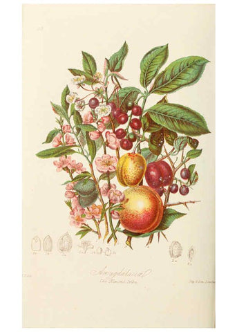 Reproducción/Reproduction 6058489269: Illustrations of the natural orders of plants with groups and descriptions. v.1 London :Sampson Low, Son, and Marston,1868