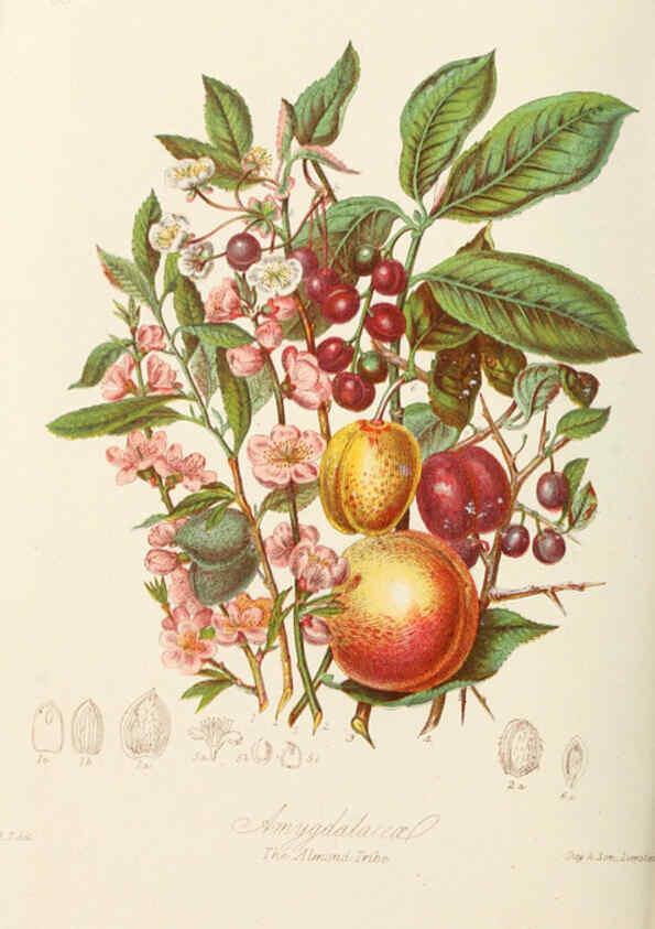 Reproducción/Reproduction 6058489269: Illustrations of the natural orders of plants with groups and descriptions. v.1 London :Sampson Low, Son, and Marston,1868