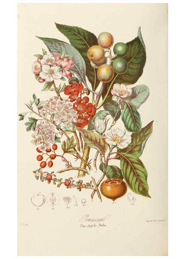 Reproducción/Reproduction 6059036852: Illustrations of the natural orders of plants with groups and descriptions. v.1 London :Sampson Low, Son, and Marston,1868
