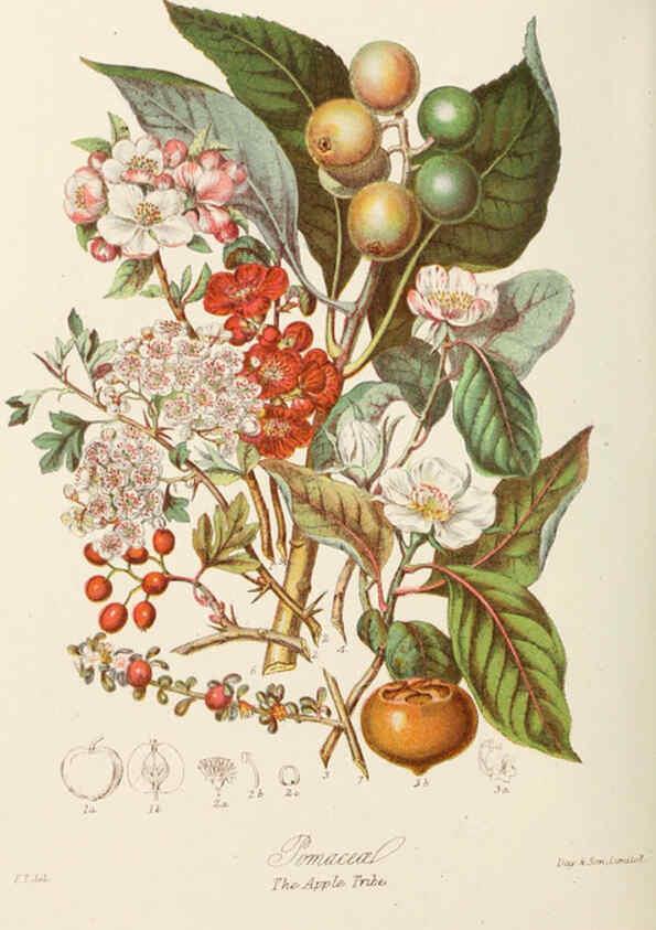 Reproducción/Reproduction 6059036852: Illustrations of the natural orders of plants with groups and descriptions. v.1 London :Sampson Low, Son, and Marston,1868