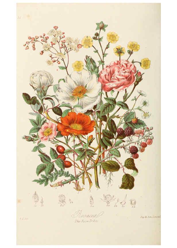 Reproducción/Reproduction 6059036666: Illustrations of the natural orders of plants with groups and descriptions. v.1 London :Sampson Low, Son, and Marston,1868