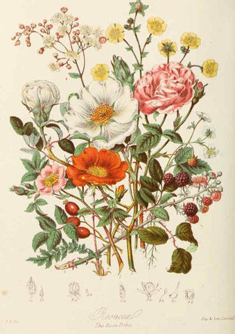 Reproducción/Reproduction 6059036666: Illustrations of the natural orders of plants with groups and descriptions. v.1 London :Sampson Low, Son, and Marston,1868