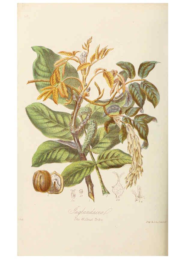 Reproducción/Reproduction 6059036404: Illustrations of the natural orders of plants with groups and descriptions. v.1 London :Sampson Low, Son, and Marston,1868