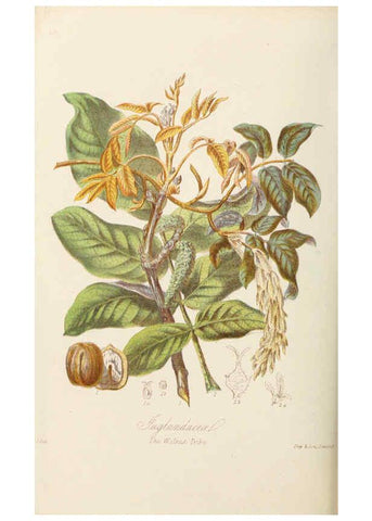 Reproducción/Reproduction 6059036404: Illustrations of the natural orders of plants with groups and descriptions. v.1 London :Sampson Low, Son, and Marston,1868