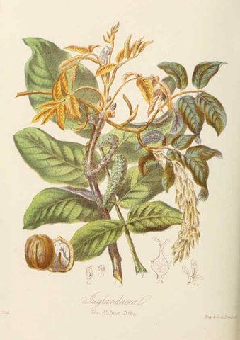 Reproducción/Reproduction 6059036404: Illustrations of the natural orders of plants with groups and descriptions. v.1 London :Sampson Low, Son, and Marston,1868