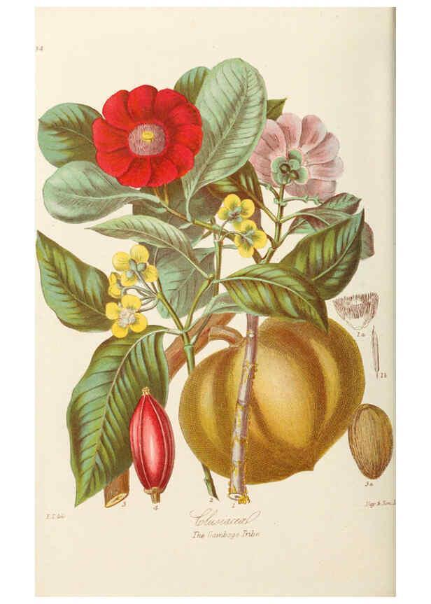 Reproducción/Reproduction 6059033120: Illustrations of the natural orders of plants with groups and descriptions. v.1 London :Sampson Low, Son, and Marston,1868