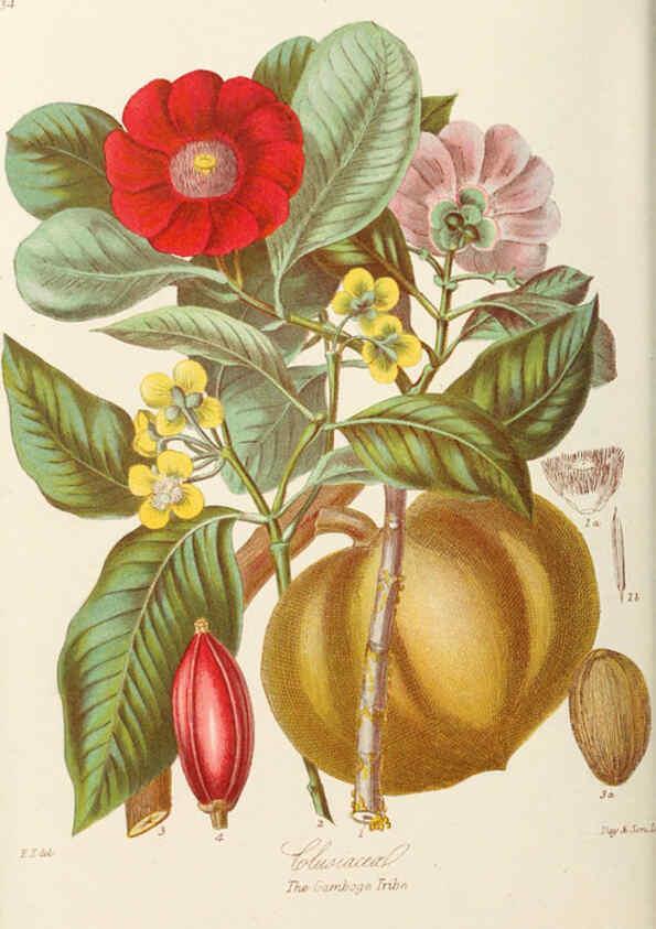 Reproducción/Reproduction 6059033120: Illustrations of the natural orders of plants with groups and descriptions. v.1 London :Sampson Low, Son, and Marston,1868