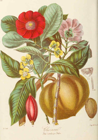 Reproducción/Reproduction 6059033120: Illustrations of the natural orders of plants with groups and descriptions. v.1 London :Sampson Low, Son, and Marston,1868