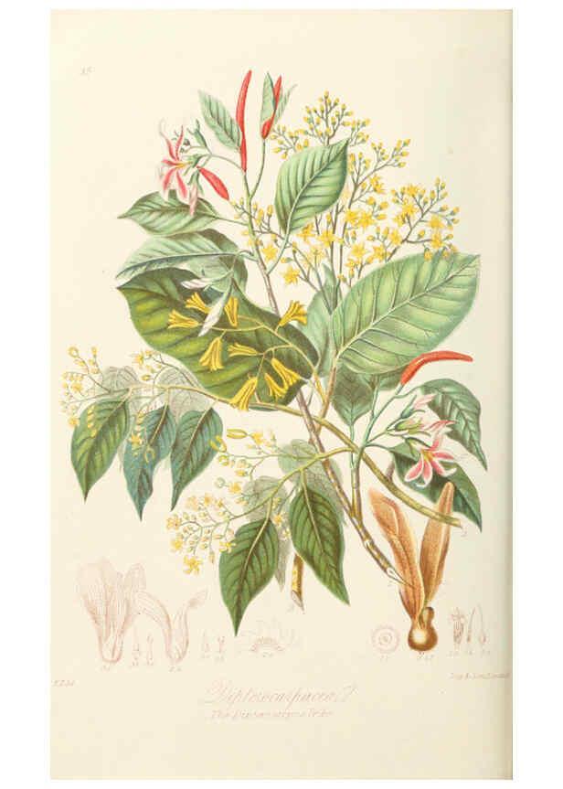 Reproducción/Reproduction 6059033332: Illustrations of the natural orders of plants with groups and descriptions. v.1 London :Sampson Low, Son, and Marston,1868