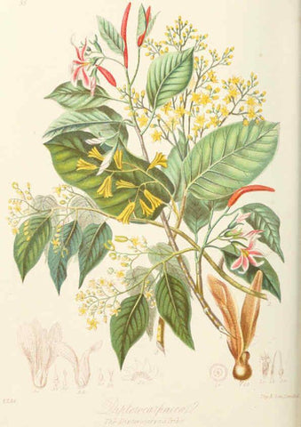 Reproducción/Reproduction 6059033332: Illustrations of the natural orders of plants with groups and descriptions. v.1 London :Sampson Low, Son, and Marston,1868