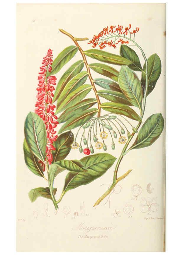 Reproducción/Reproduction 6059033574: Illustrations of the natural orders of plants with groups and descriptions. v.1 London :Sampson Low, Son, and Marston,1868