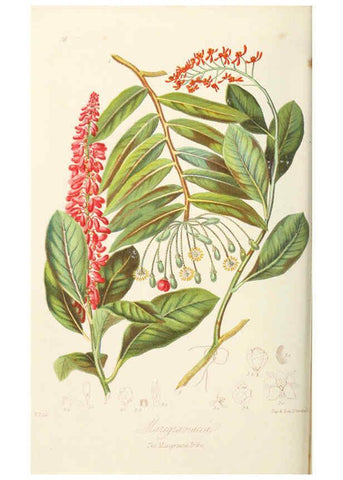 Reproducción/Reproduction 6059033574: Illustrations of the natural orders of plants with groups and descriptions. v.1 London :Sampson Low, Son, and Marston,1868