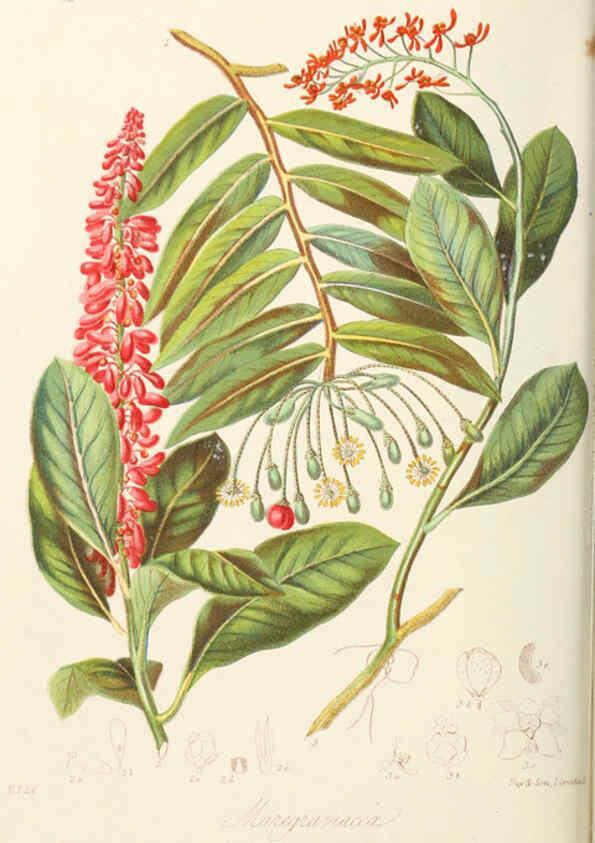 Reproducción/Reproduction 6059033574: Illustrations of the natural orders of plants with groups and descriptions. v.1 London :Sampson Low, Son, and Marston,1868
