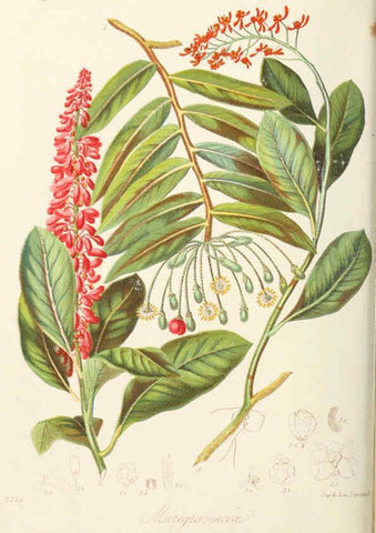 Reproducción/Reproduction 6059033574: Illustrations of the natural orders of plants with groups and descriptions. v.1 London :Sampson Low, Son, and Marston,1868