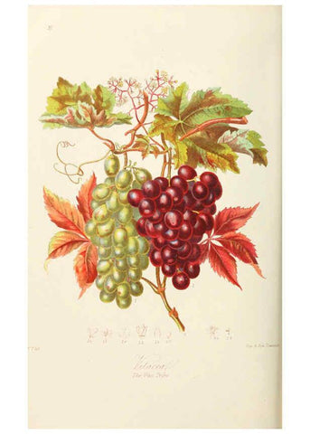 Reproducción/Reproduction 6058485877: Illustrations of the natural orders of plants with groups and descriptions. v.1 London :Sampson Low, Son, and Marston,1868