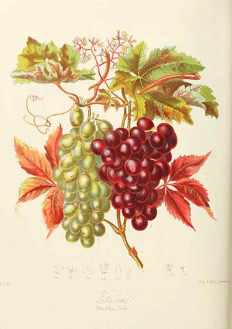 Reproducción/Reproduction 6058485877: Illustrations of the natural orders of plants with groups and descriptions. v.1 London :Sampson Low, Son, and Marston,1868