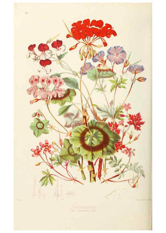 Reproducción/Reproduction 6058486069: Illustrations of the natural orders of plants with groups and descriptions. v.1 London :Sampson Low, Son, and Marston,1868