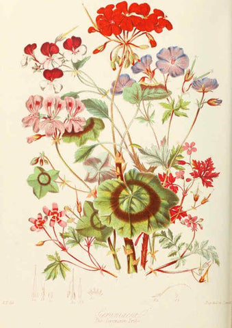 Reproducción/Reproduction 6058486069: Illustrations of the natural orders of plants with groups and descriptions. v.1 London :Sampson Low, Son, and Marston,1868