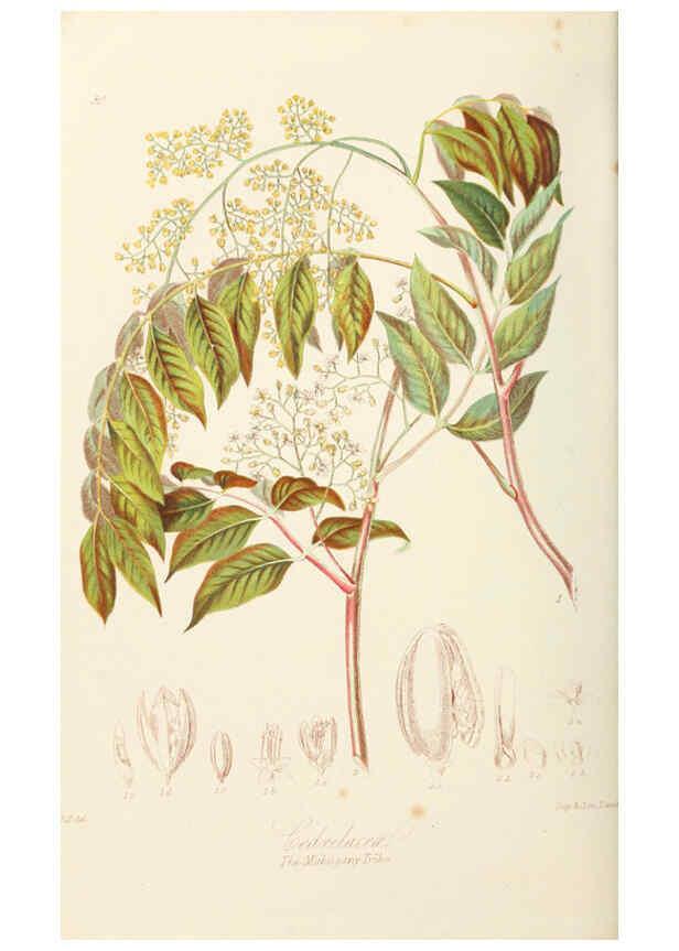 Reproducción/Reproduction 6059034200: Illustrations of the natural orders of plants with groups and descriptions. v.1 London :Sampson Low, Son, and Marston,1868