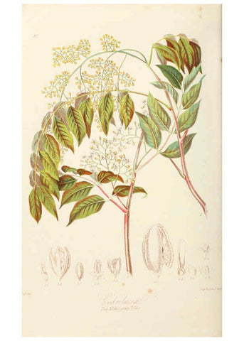 Reproducción/Reproduction 6059034200: Illustrations of the natural orders of plants with groups and descriptions. v.1 London :Sampson Low, Son, and Marston,1868