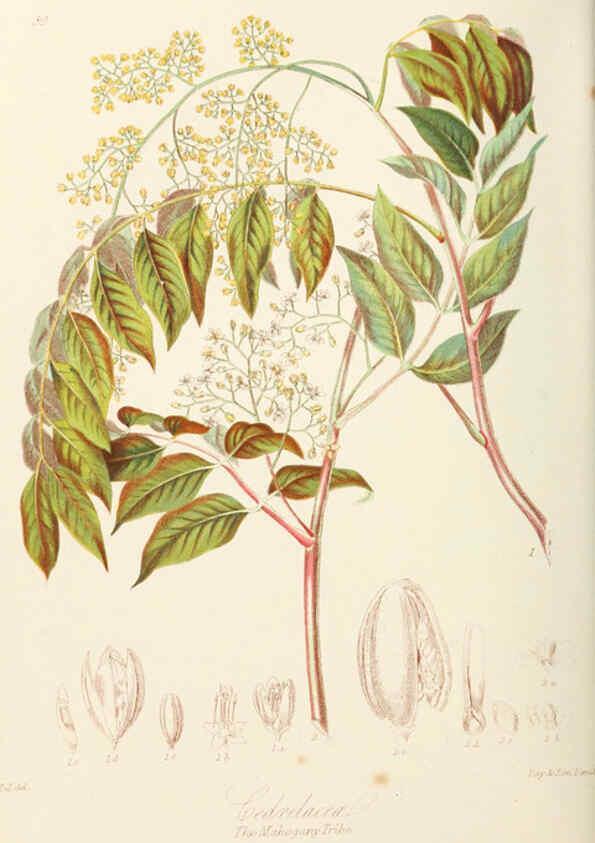 Reproducción/Reproduction 6059034200: Illustrations of the natural orders of plants with groups and descriptions. v.1 London :Sampson Low, Son, and Marston,1868