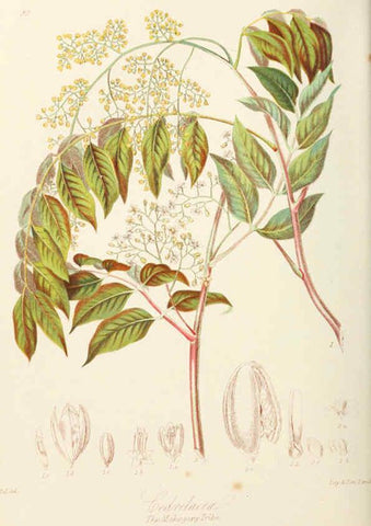 Reproducción/Reproduction 6059034200: Illustrations of the natural orders of plants with groups and descriptions. v.1 London :Sampson Low, Son, and Marston,1868