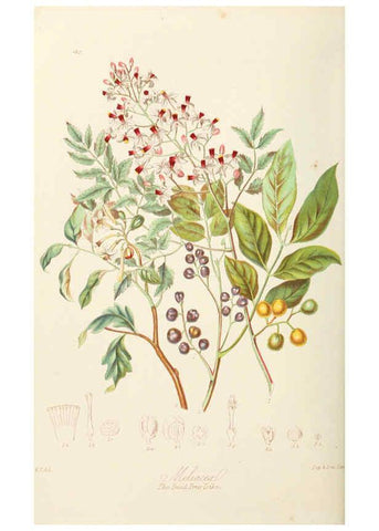 Reproducción/Reproduction 6058486537: Illustrations of the natural orders of plants with groups and descriptions. v.1 London :Sampson Low, Son, and Marston,1868