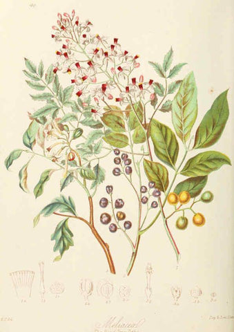 Reproducción/Reproduction 6058486537: Illustrations of the natural orders of plants with groups and descriptions. v.1 London :Sampson Low, Son, and Marston,1868