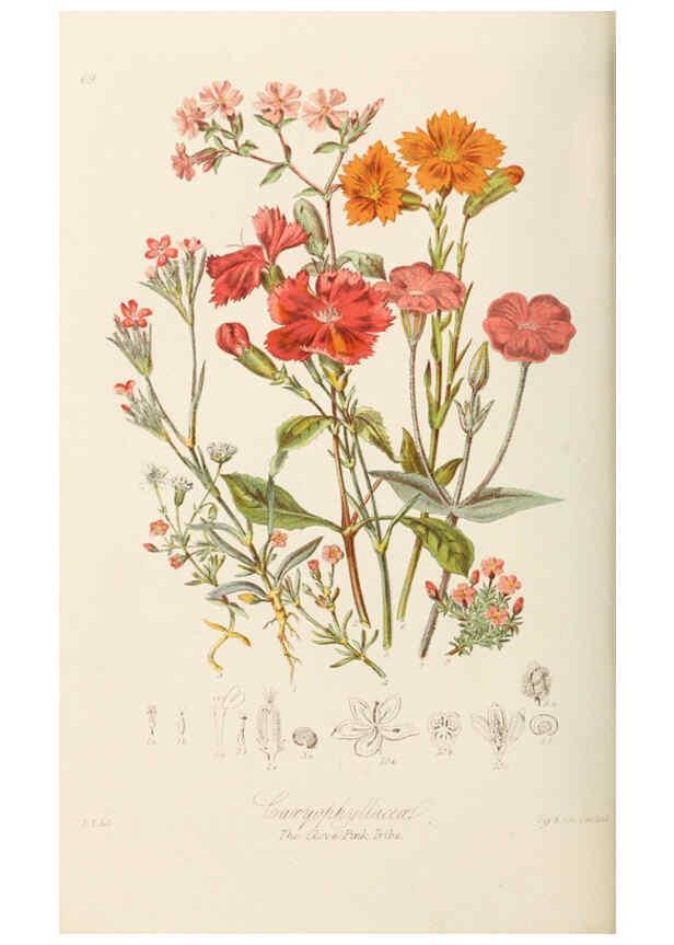 Reproducción/Reproduction 6059040868: Illustrations of the natural orders of plants with groups and descriptions. v.1 London :Sampson Low, Son, and Marston,1868