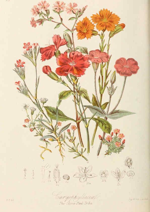 Reproducción/Reproduction 6059040868: Illustrations of the natural orders of plants with groups and descriptions. v.1 London :Sampson Low, Son, and Marston,1868