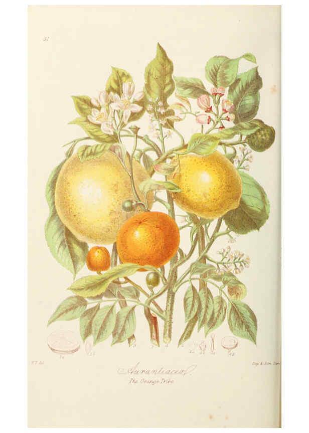 Reproducción/Reproduction 6059034628: Illustrations of the natural orders of plants with groups and descriptions. v.1 London :Sampson Low, Son, and Marston,1868