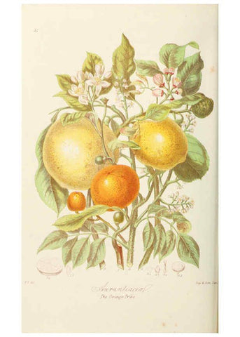 Reproducción/Reproduction 6059034628: Illustrations of the natural orders of plants with groups and descriptions. v.1 London :Sampson Low, Son, and Marston,1868
