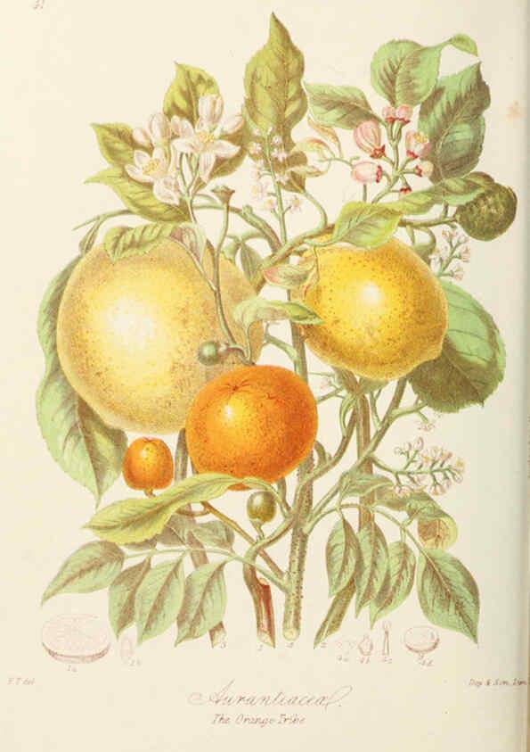 Reproducción/Reproduction 6059034628: Illustrations of the natural orders of plants with groups and descriptions. v.1 London :Sampson Low, Son, and Marston,1868