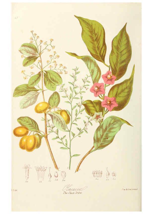 Reproducción/Reproduction 6058487143: Illustrations of the natural orders of plants with groups and descriptions. v.1 London :Sampson Low, Son, and Marston,1868