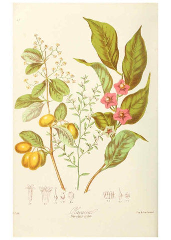 Reproducción/Reproduction 6058487143: Illustrations of the natural orders of plants with groups and descriptions. v.1 London :Sampson Low, Son, and Marston,1868