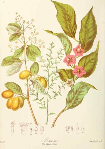 Reproducción/Reproduction 6058487143: Illustrations of the natural orders of plants with groups and descriptions. v.1 London :Sampson Low, Son, and Marston,1868