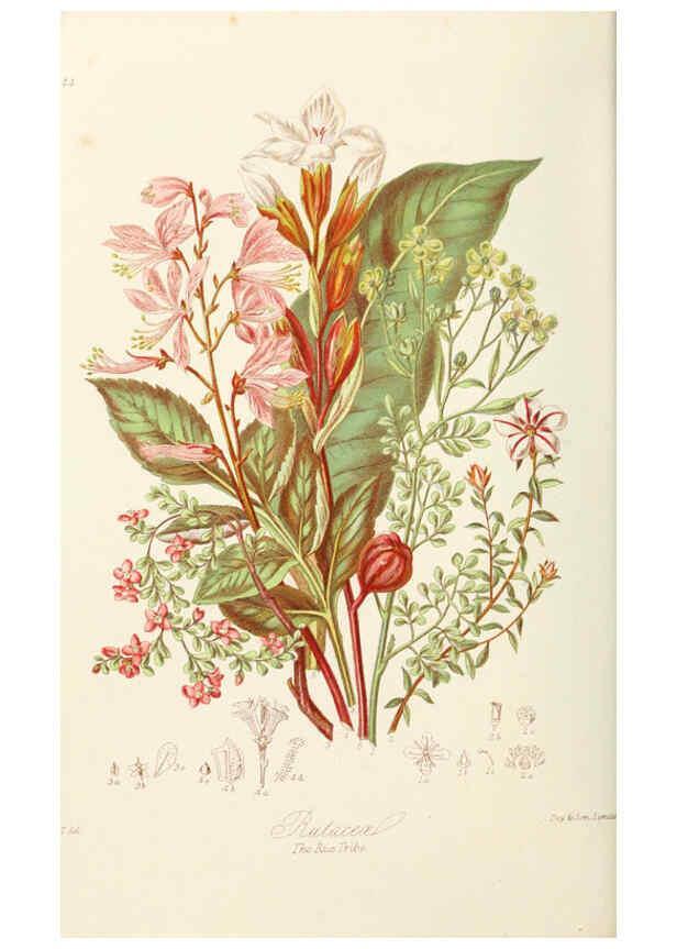 Reproducción/Reproduction 6058487333: Illustrations of the natural orders of plants with groups and descriptions. v.1 London :Sampson Low, Son, and Marston,1868