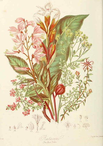 Reproducción/Reproduction 6058487333: Illustrations of the natural orders of plants with groups and descriptions. v.1 London :Sampson Low, Son, and Marston,1868