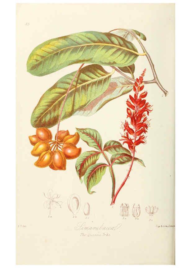 Reproducción/Reproduction 6059035314: Illustrations of the natural orders of plants with groups and descriptions. v.1 London :Sampson Low, Son, and Marston,1868