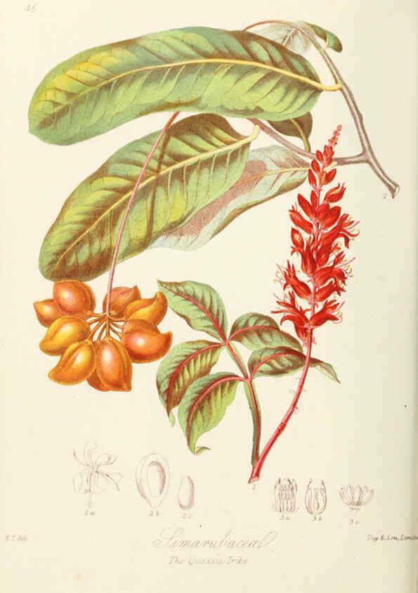 Reproducción/Reproduction 6059035314: Illustrations of the natural orders of plants with groups and descriptions. v.1 London :Sampson Low, Son, and Marston,1868