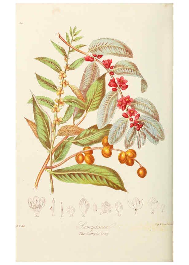 Reproducción/Reproduction 6058487885: Illustrations of the natural orders of plants with groups and descriptions. v.1 London :Sampson Low, Son, and Marston,1868