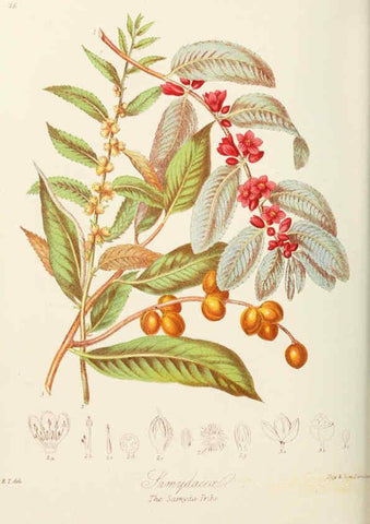 Reproducción/Reproduction 6058487885: Illustrations of the natural orders of plants with groups and descriptions. v.1 London :Sampson Low, Son, and Marston,1868