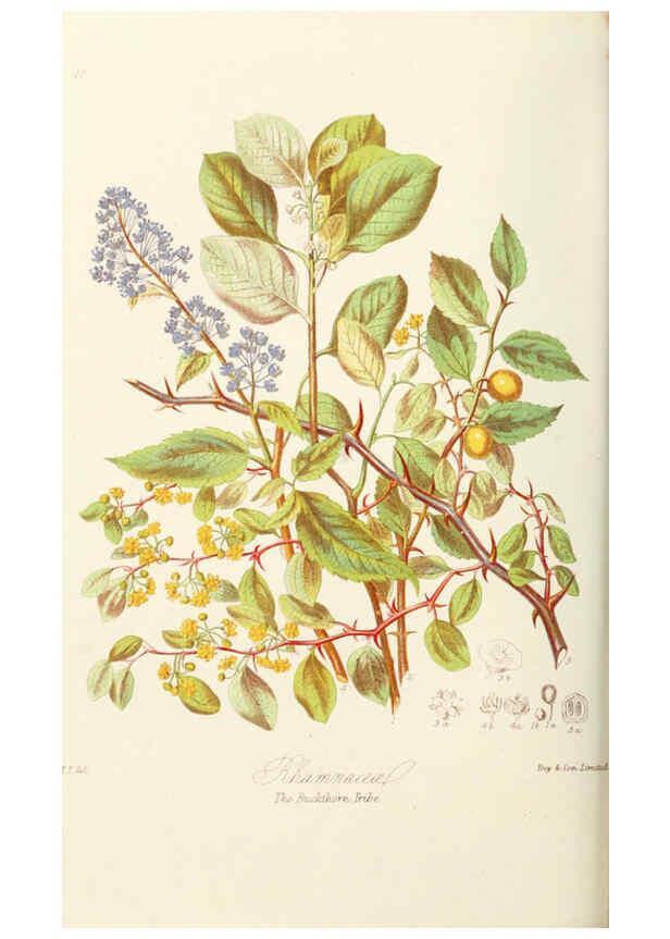 Reproducción/Reproduction 6059035844: Illustrations of the natural orders of plants with groups and descriptions. v.1 London :Sampson Low, Son, and Marston,1868