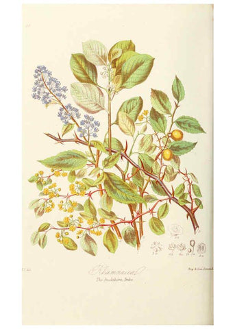 Reproducción/Reproduction 6059035844: Illustrations of the natural orders of plants with groups and descriptions. v.1 London :Sampson Low, Son, and Marston,1868
