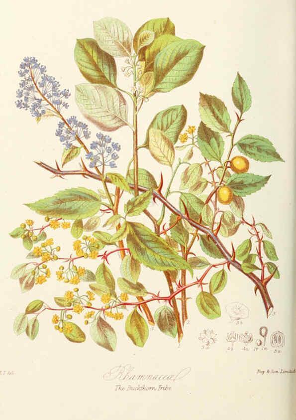 Reproducción/Reproduction 6059035844: Illustrations of the natural orders of plants with groups and descriptions. v.1 London :Sampson Low, Son, and Marston,1868