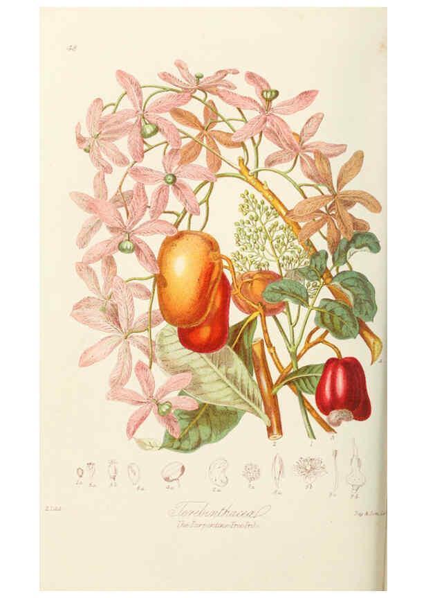 Reproducción/Reproduction 6059036028: Illustrations of the natural orders of plants with groups and descriptions. v.1 London :Sampson Low, Son, and Marston,1868