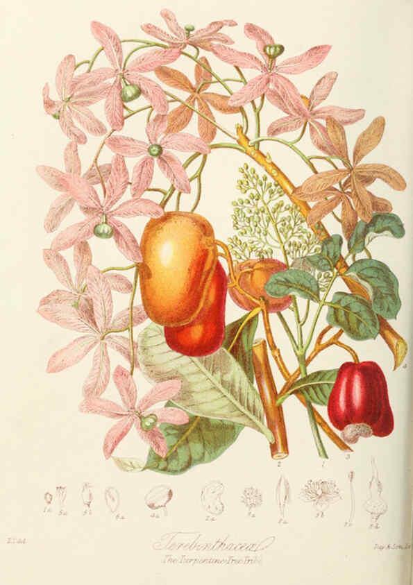 Reproducción/Reproduction 6059036028: Illustrations of the natural orders of plants with groups and descriptions. v.1 London :Sampson Low, Son, and Marston,1868