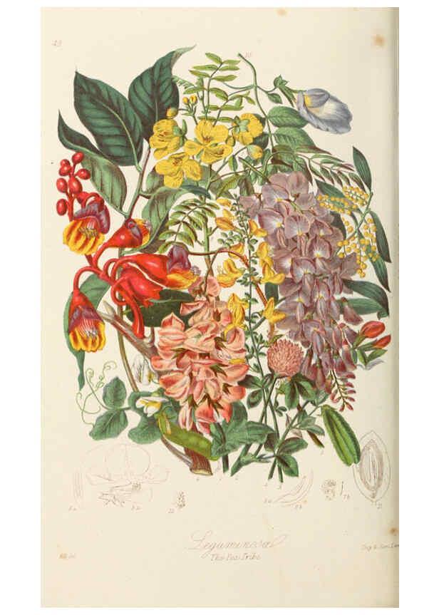 Reproducción/Reproduction 6058488415: Illustrations of the natural orders of plants with groups and descriptions. v.1 London :Sampson Low, Son, and Marston,1868
