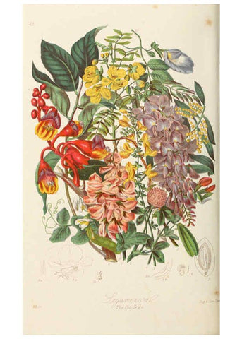 Reproducción/Reproduction 6058488415: Illustrations of the natural orders of plants with groups and descriptions. v.1 London :Sampson Low, Son, and Marston,1868
